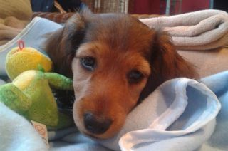 Jamnik d�ugow�osy NAILA